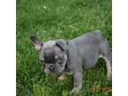 French Bulldog Puppy for sale in Rocky Face, GA, USA