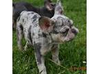 French Bulldog Puppy for sale in Rocky Face, GA, USA