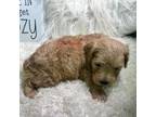 Mutt Puppy for sale in Mount Carmel, TN, USA