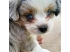 Shih Tzu Puppy for sale in Salem, VA, USA