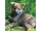 German Shepherd Dog Puppy for sale in Ellsworth, IL, USA