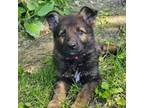 German Shepherd Dog Puppy for sale in Ellsworth, IL, USA