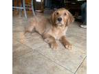 Golden Retriever Puppy for sale in Boston, MA, USA