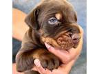 Doberman Pinscher Puppy for sale in Lakeland, FL, USA