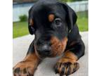 Doberman Pinscher Puppy for sale in Lakeland, FL, USA