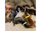 German Pinscher Puppy for sale in Lakeland, FL, USA