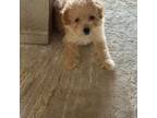 Maltese Puppy for sale in Laughlin, NV, USA