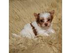 Yorkshire Terrier Puppy for sale in Wichita, KS, USA