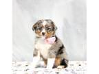 Australian Shepherd Puppy for sale in Plymouth, OH, USA