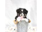 Australian Shepherd Puppy for sale in Plymouth, OH, USA