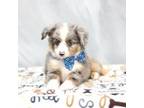 Australian Shepherd Puppy for sale in Plymouth, OH, USA