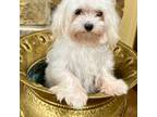 Maltese Puppy for sale in Mount Pleasant, TX, USA