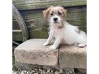 Parson Russell Terrier Puppy for sale in Oswego, IL, USA