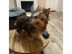 Yorkshire Terrier Puppy for sale in Livingston, LA, USA