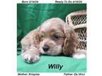 Cocker Spaniel Puppy for sale in Springfield, MO, USA