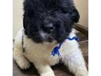 Newfoundland Puppy for sale in Pottstown, PA, USA