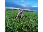 AKC Weimaraner