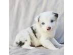 Border Collie Puppy for sale in Okeechobee, FL, USA