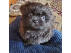 Shih Tzu Puppy for sale in Midland, NC, USA