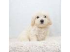 Maltipoo Puppy for sale in Donna, TX, USA
