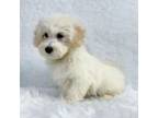 Maltipoo Puppy for sale in Donna, TX, USA