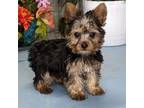 Yorkshire Terrier Puppy for sale in Burns, KS, USA