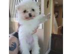 Pomeranian Puppy for sale in Davie, FL, USA