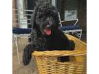 Goldendoodle Puppy for sale in Granbury, TX, USA