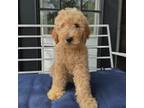 Goldendoodle Puppy for sale in Granbury, TX, USA