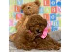 Poodle (Toy) Puppy for sale in Palmdale, CA, USA