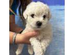 Bichon Frise Puppy for sale in Lucedale, MS, USA