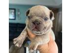 French Bulldog Puppy for sale in Inman, SC, USA