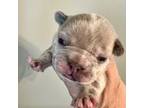 French Bulldog Puppy for sale in Inman, SC, USA