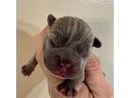 French Bulldog Puppy for sale in Inman, SC, USA