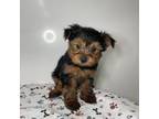 Yorkshire Terrier Puppy for sale in Savannah, TN, USA