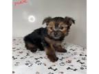 Yorkshire Terrier Puppy for sale in Savannah, TN, USA