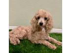 Poodle (Toy) Puppy for sale in Moreno Valley, CA, USA
