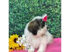 Shih Tzu Puppy for sale in Patterson, GA, USA