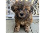 Zuchon Puppy for sale in Louisville, KY, USA