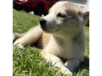 Siberian Husky Puppy for sale in Yadkinville, NC, USA