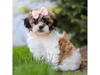 Zuchon Puppy for sale in Sugarcreek, OH, USA