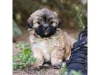 Zuchon Puppy for sale in Sugarcreek, OH, USA