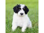 Mutt Puppy for sale in New Holland, PA, USA