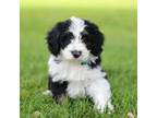 Mutt Puppy for sale in New Holland, PA, USA