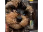 Yorkshire Terrier Puppy for sale in San Jose, CA, USA