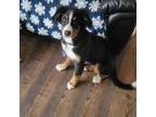 Bernese Mountain Dog Puppy for sale in Elyria, OH, USA