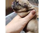 Olde English Bulldogge Puppy for sale in Bryan, TX, USA