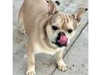French Bulldog Puppy for sale in Shelbyville, KY, USA