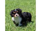 Cavalier King Charles Spaniel Puppy for sale in Bogart, GA, USA