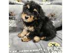 Maltipoo Puppy for sale in Grandville, MI, USA